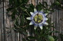 gal/cro 08/_thb_small-IMG_4646.JPG